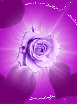 pic for purple rose